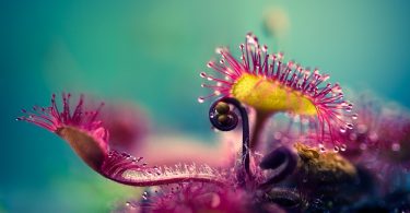 Джони Немела: макро фотографии с изображением росянки