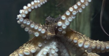 Успешный эксперимент: фотосессия от осьминога Рэмбо