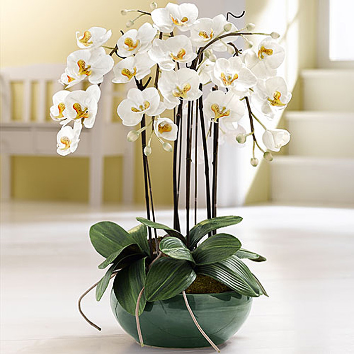 Белые орхидеи в горшке в интерьере