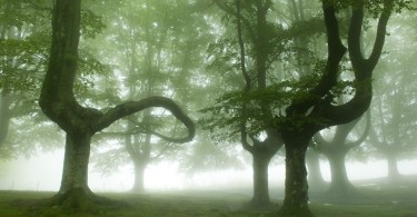 Оскар Сапирайн: леса Страны Басков в мистических фотографиях