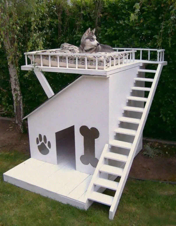 pet cats dogs furniture idea 25 Домострой