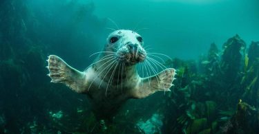 British Wildlife Photography Awards, 2016: потрясающие фотографии дикой природы Великобритании