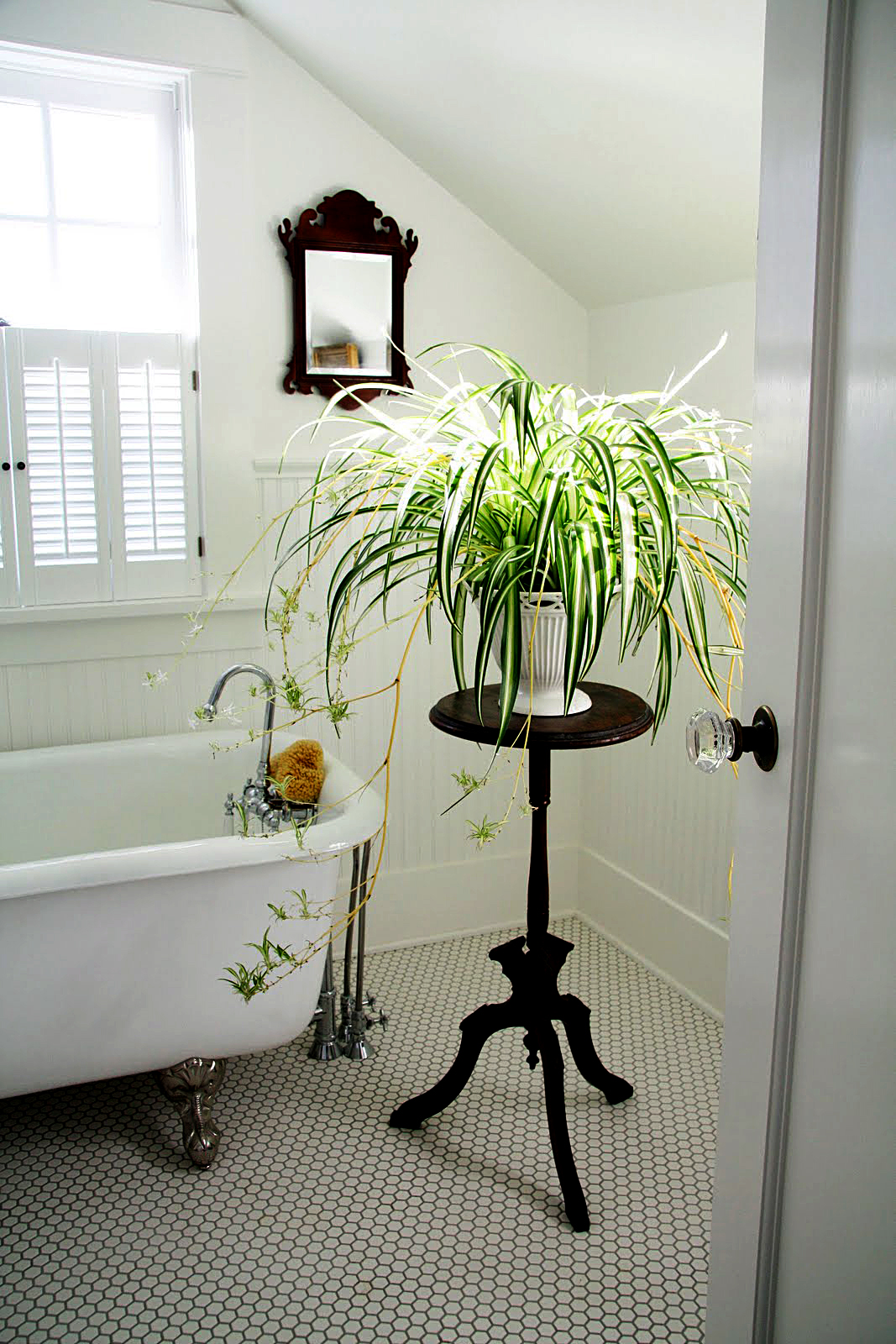 Декоративные растения в ванную комнату