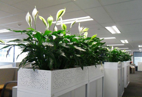 Цветочные растения в интерьере помещения