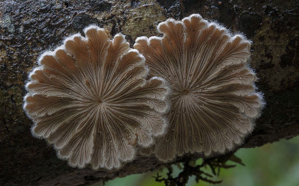 Новые фотографии грибов от Стива Аксфорда