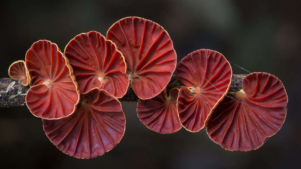 Новые фотографии грибов от Стива Аксфорда