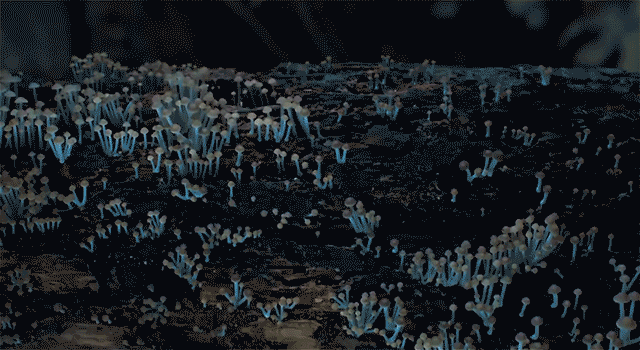 Мир грибов: специальные фото для трейлера Planet Earth II от Стива Аксофорда