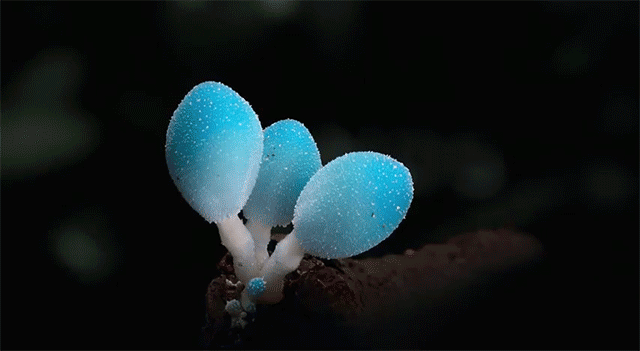 Мир грибов: специальные фото для трейлера Planet Earth II от Стива Аксофорда
