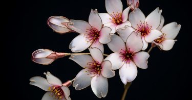 Канзаши – экзотические цветы-заколки для волос от японской художницы Сакаи