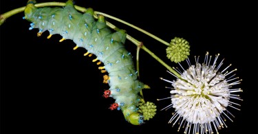 Самуэль Джаффе: виды американских гусениц на цветных фотографиях