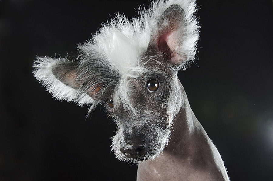 Фотопроект «Пророчество» от Софи Гамон: забавные снимки голых собак