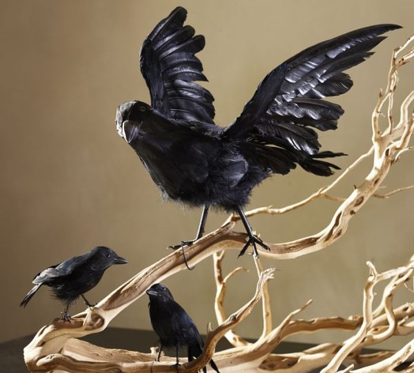 Черная ворона на ветке