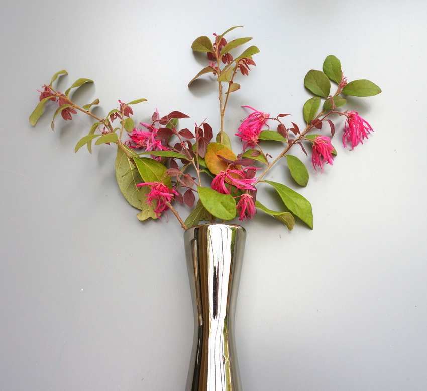 Ветки с соцветиями Loropetalum в металлической вазе