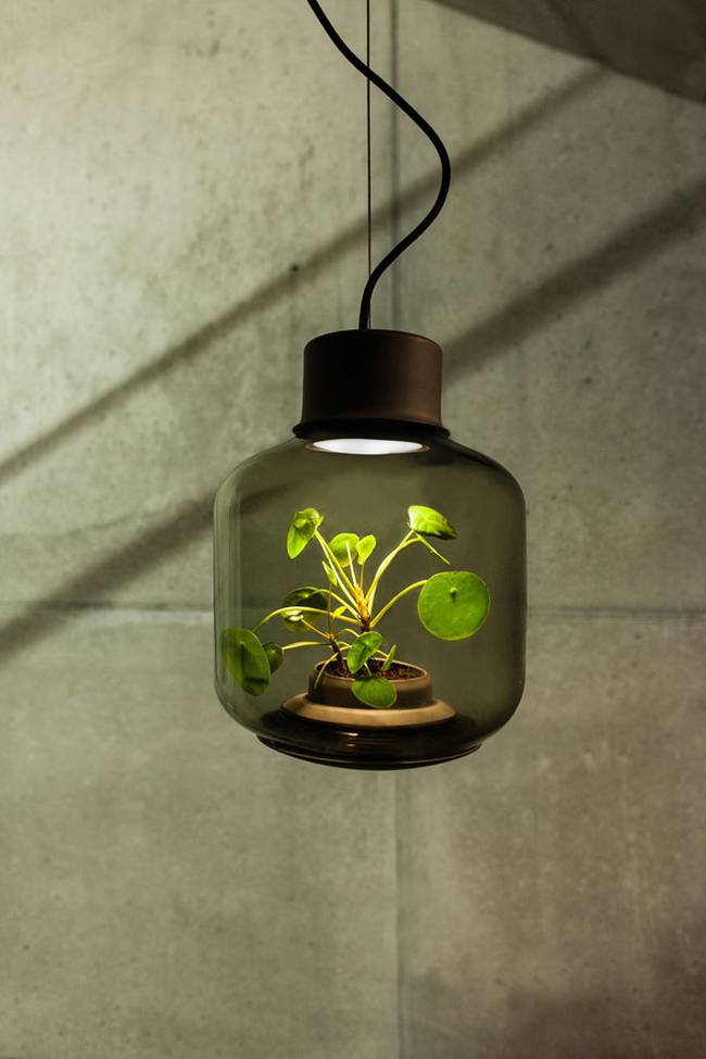 Напольный стеклянный светильник с растением внутри