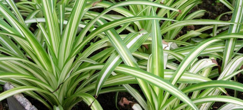 Комнатнатное растение Spider plants с длинными листьями