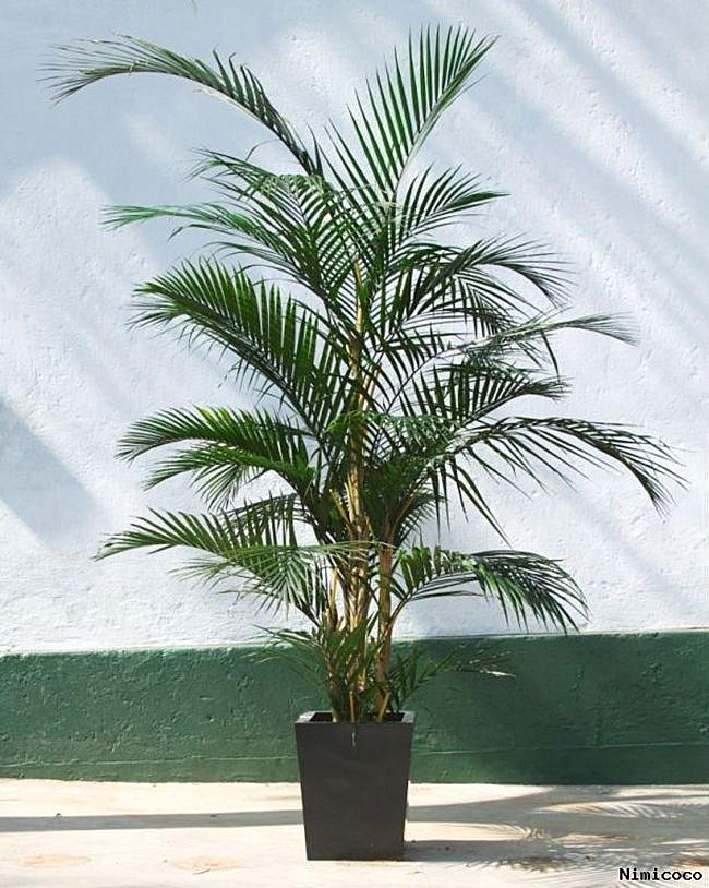 Красивейшая комнатная пальма Areca в темно-сером горшке