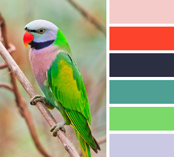 Яркий окрас попугая 