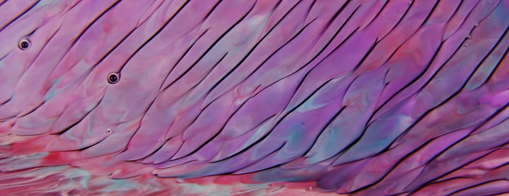 Томас Бланшар: экспериментальное видео сказочного танца цветных капелек жидких субстанций