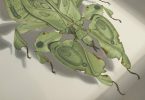 Гиперреалистичные картины Такуми Кама: мимикрия придуманных насекомых