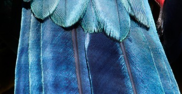Томас Лор: красивые текстуры из птичьего оперения