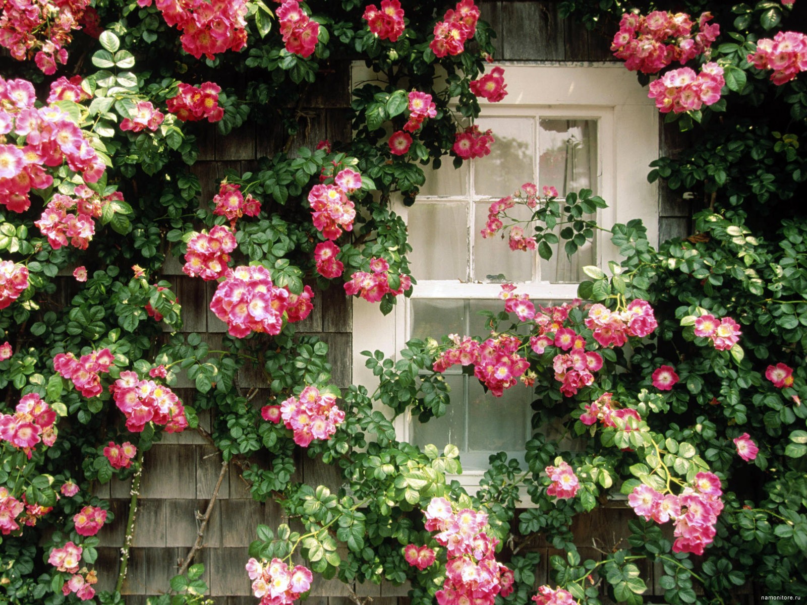 Фото Цветов На Окне Дома