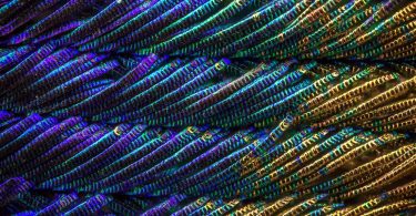 Павлиньи перья в серии макрофотографий от Уолдо Нелла