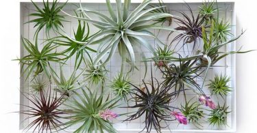 Живая стена из растений от дизайнера