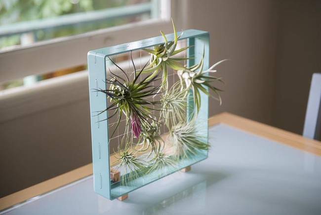 Живую стену из растений в рамке можно поставить на стол