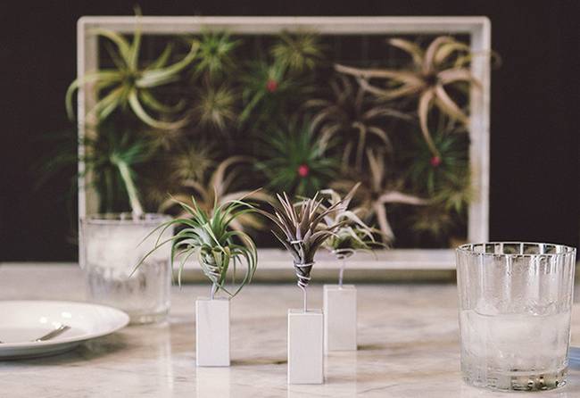 Живая стена из растений: белая ваза