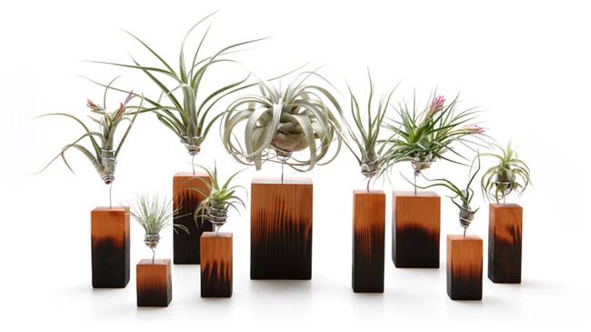 Живая стена из растений: вазы разных форм