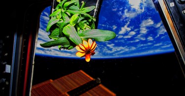 Цинния из космической оранжереи с фоновым видом на Землю